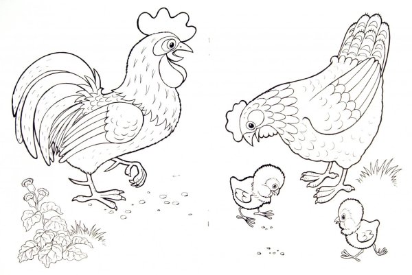 Домашние птицы. Раскраска