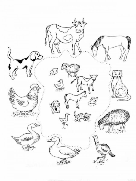 Животные задания для дошкольников