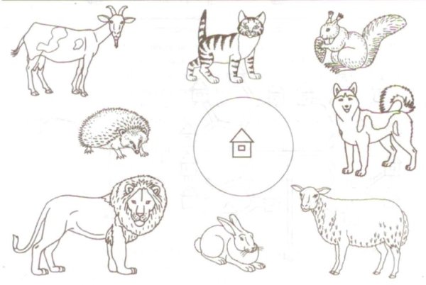 Домашние животные задания для детей