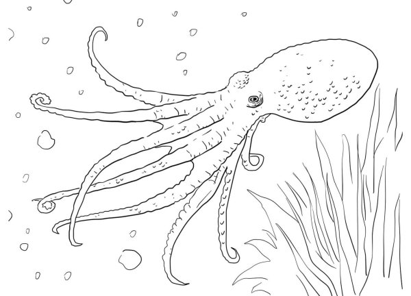 Раскраска морские обитатели