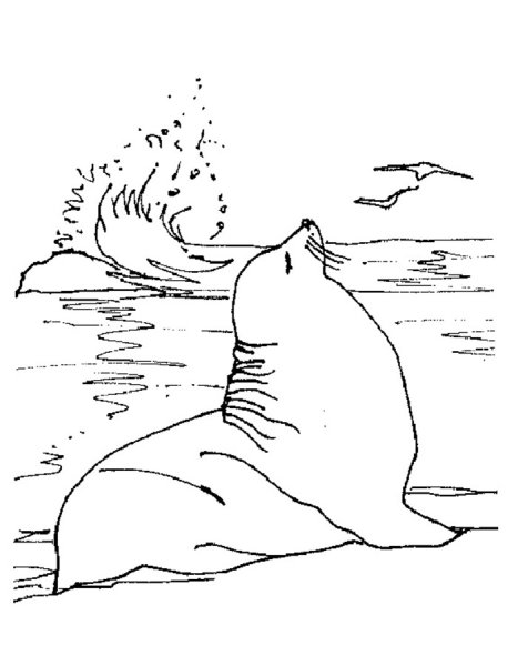 Котики на море разукрашка