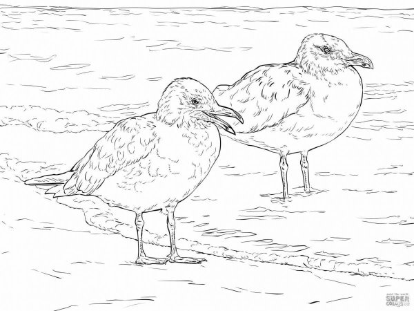 Раскраска морские птицы