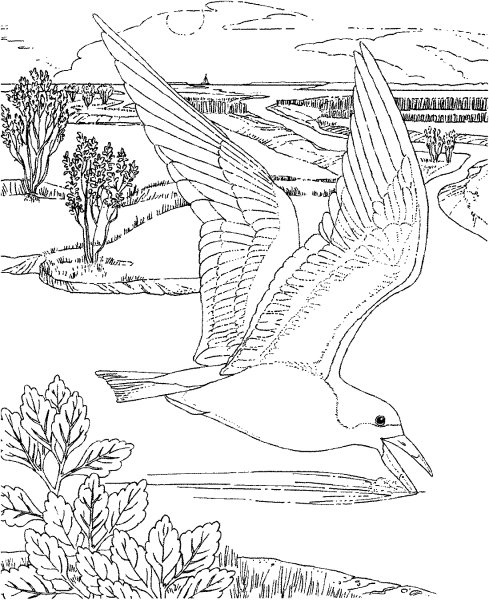 Раскраска морские птицы