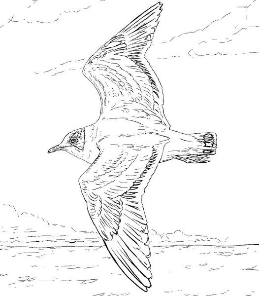 Чайка рисунок раскраска