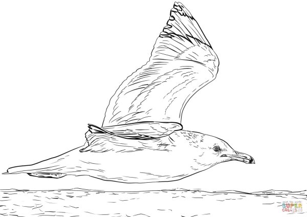 Альбатрос раскраска