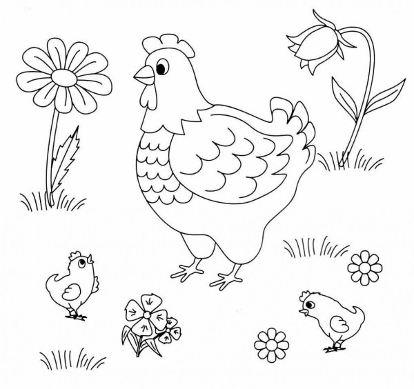 Домашние птицы раскраска для детей