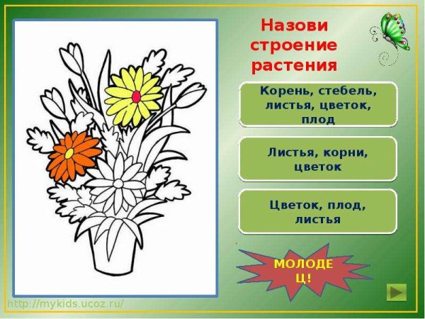 Презентация раскраска цветы