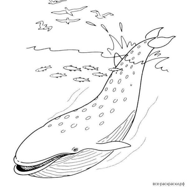 Синий кит раскраска