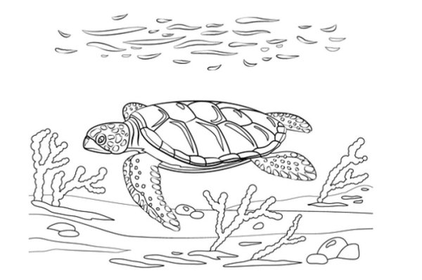 Морская черепаха раскраска для детей