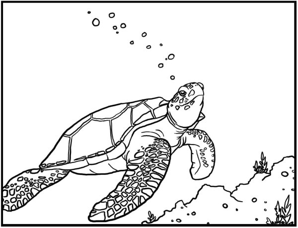 Морская черепаха раскраска