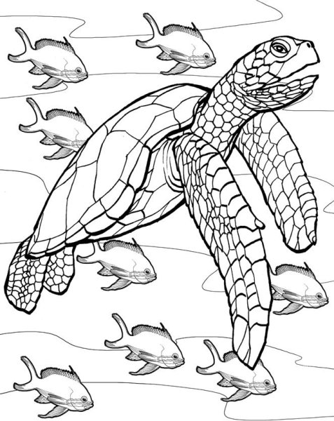 Раскраска черепаха