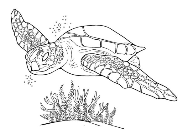Средиземноморская черепаха раскраска