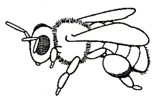 Пчела раскраска для детей