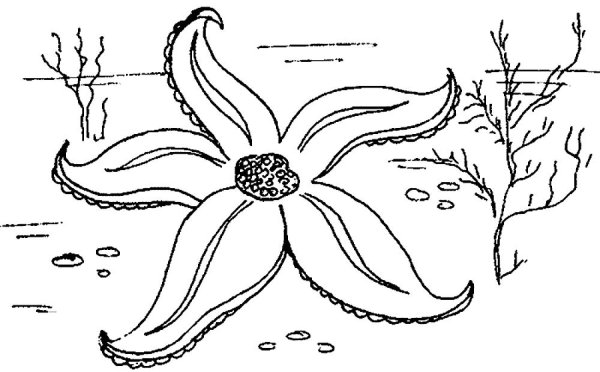 Морская звезда раскраска для детей