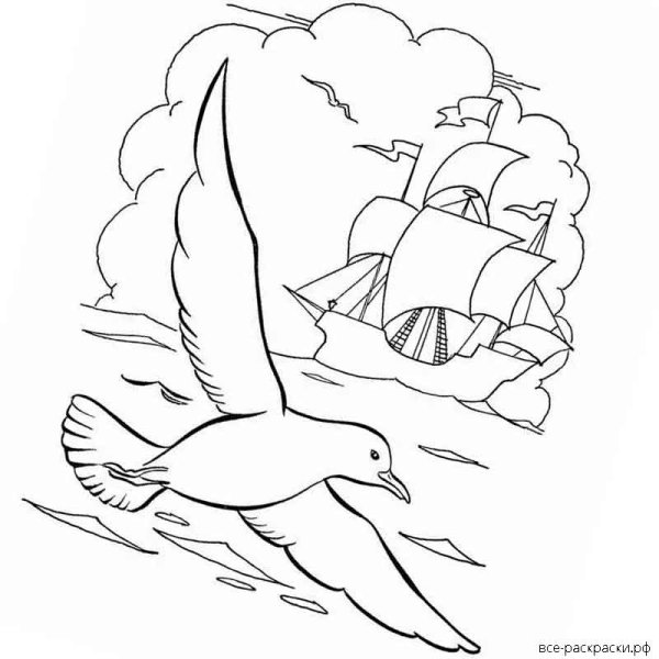 Чайка раскраска