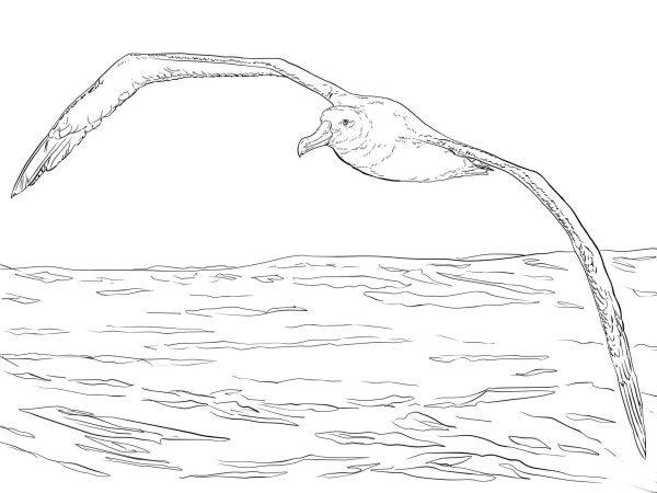 Раскраска морские птицы