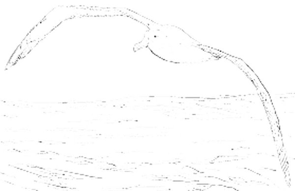 Раскраска море с чайками