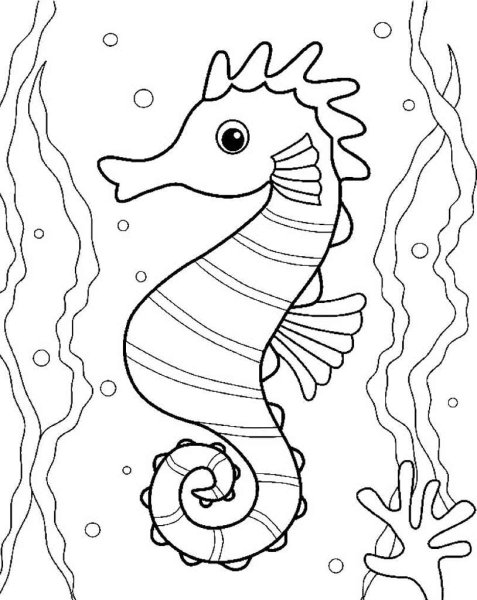 Морской конек раскраска