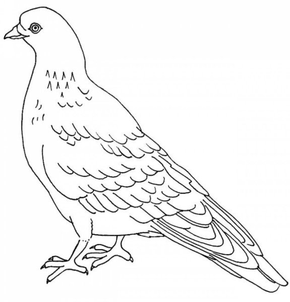 Голубь рисунок