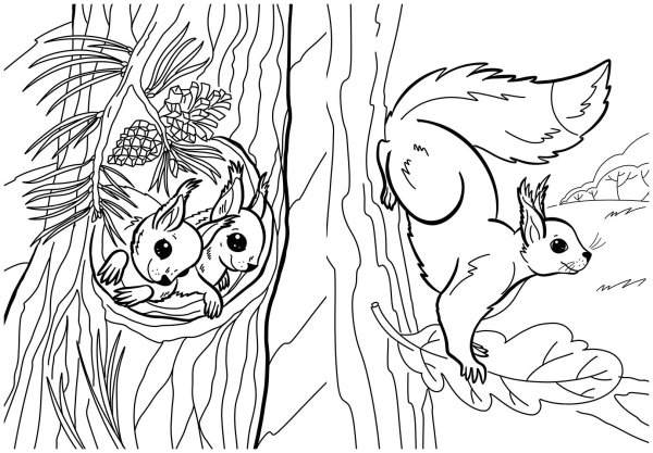 Белка в дупле раскраска