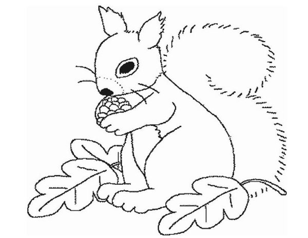 Белка раскраска для детей