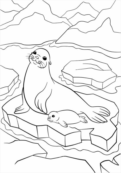 Байкальская Нерпа раскраска для детей