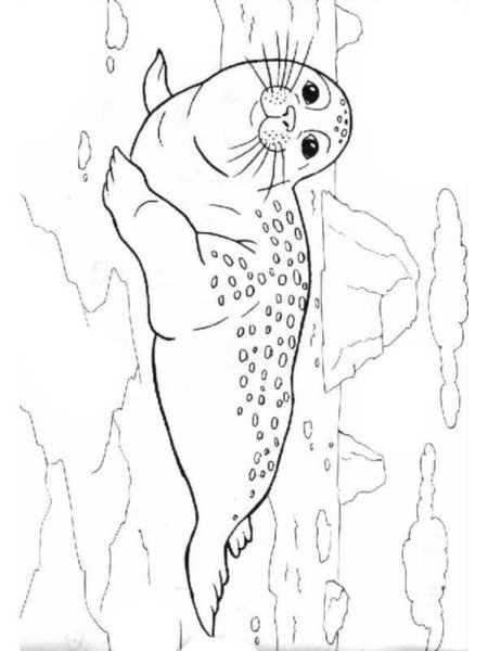 Тюлень раскраска для детей
