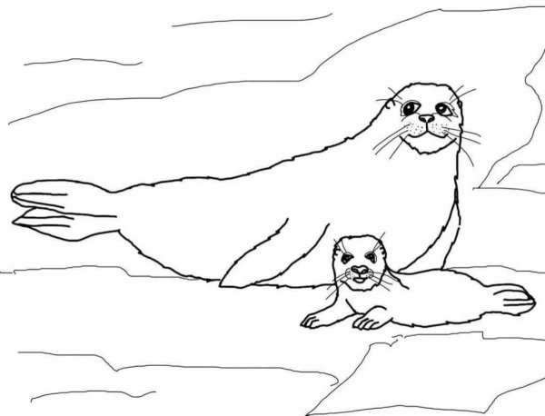 Нерпа раскраска для детей