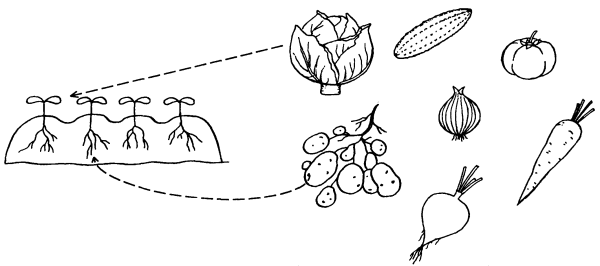 Овощи задания