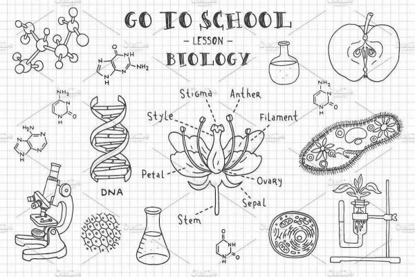 Как красиво оформить тетрадь по биологии