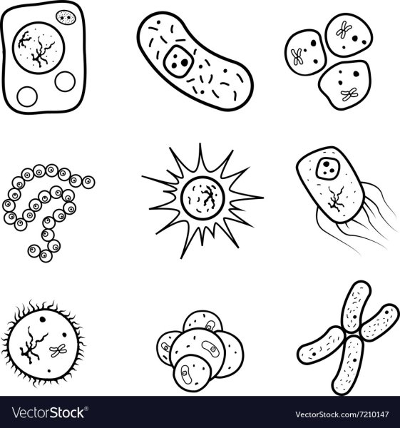 Раскраска бактерии и вирусы