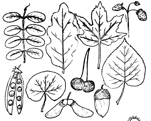 Листья деревьев для дошкольников