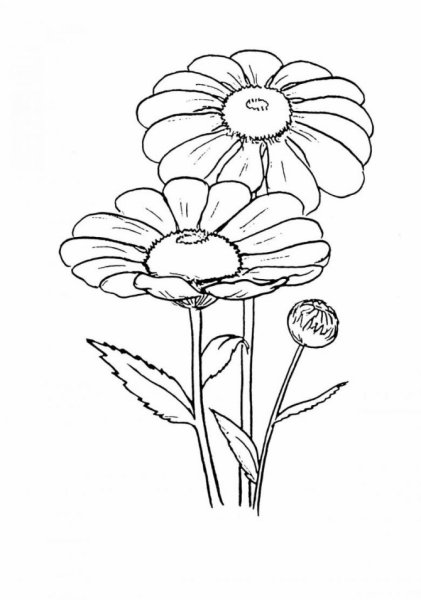 Ромашка раскраска для детей