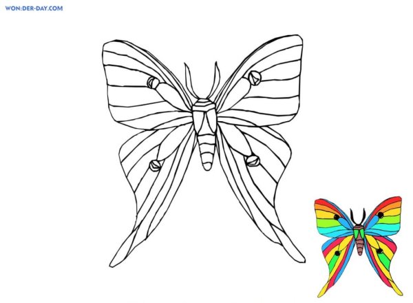 Раскраска радужные бабочки