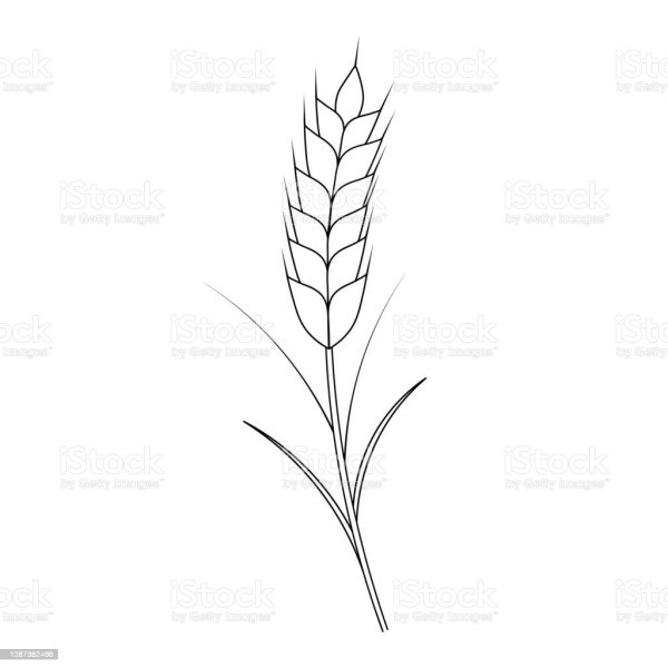 Трафарет колосок пшеницы для вырезания шаблон