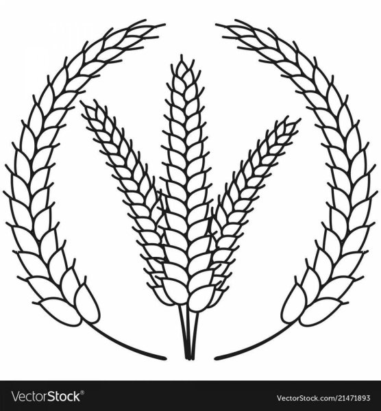 Раскраска колосок пшеницы для детей