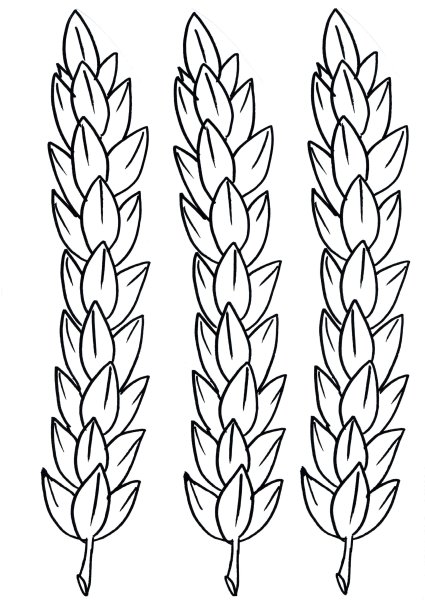 Рис колоски-стробилы