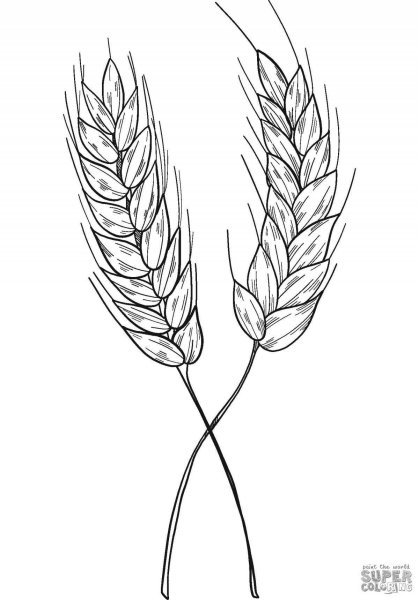Колосок пшеницы раскраска
