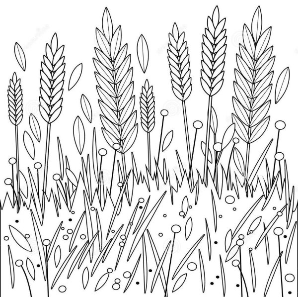 Раскраска колосок пшеницы для детей