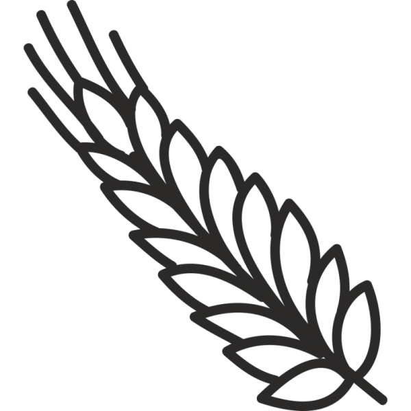 Колосок пшеницы раскраска