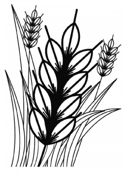 Раскраска колосок пшеницы для детей