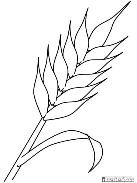 Раскраска колосок пшеницы для детей