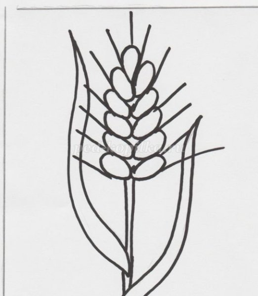 Рисование колосок пшеницы старшая группа