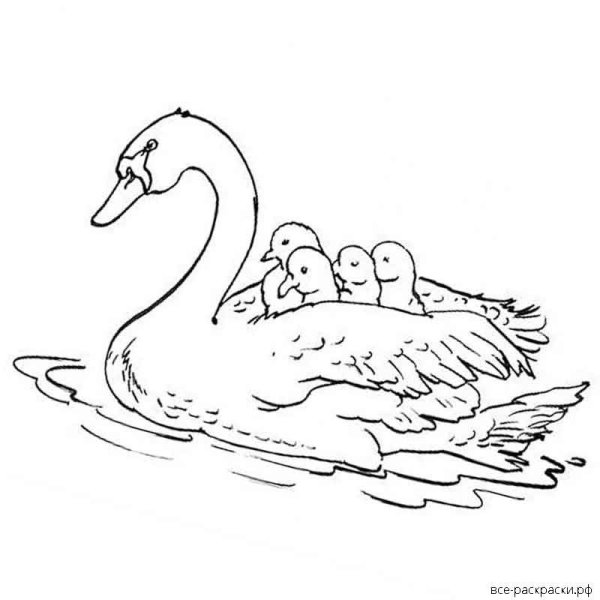 Лебедь раскраска для детей