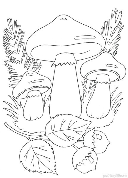 Осенние грибы раскраска для детей