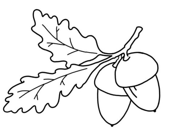 Дары леса раскраска для детей