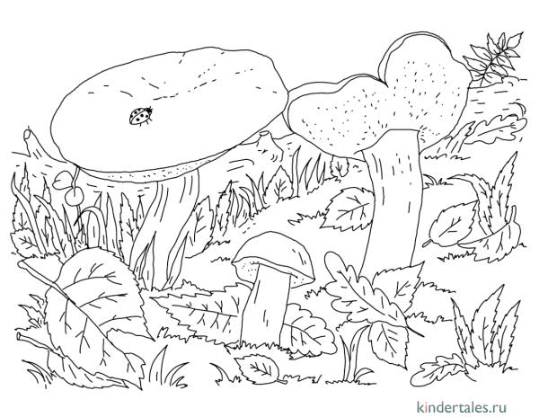 Раскраска гриб моховик