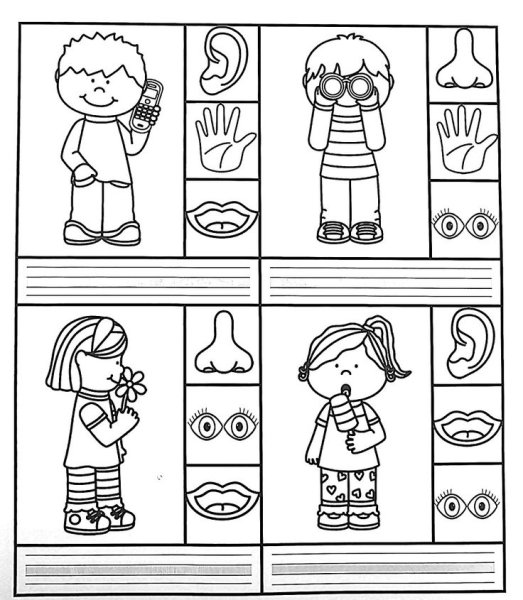 Тело человека задания для дошкольников