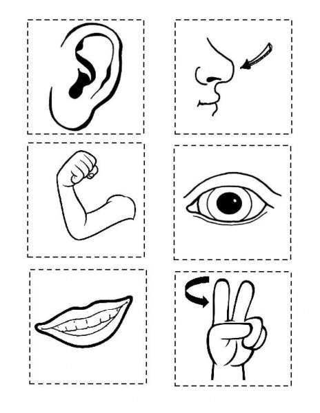 Раскраска части тела человека для детей