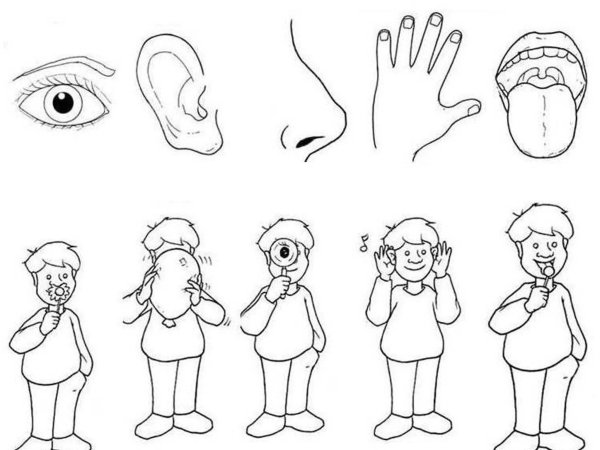 Части тела задания для дошкольников